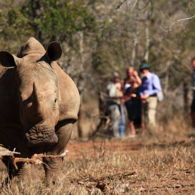 White-Rhino-Tracking-1