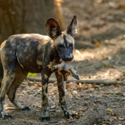 Wild Dog in Sambia