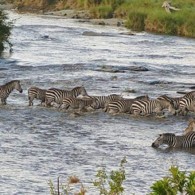 Zebra Crossing in Masai Mara