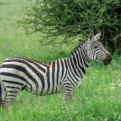 Zebra in masai mara 1