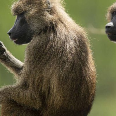 baboons