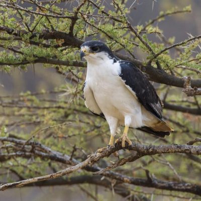 bird-of-prey