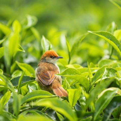 bird-species-in-nyungwe