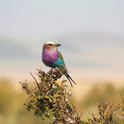 bird_