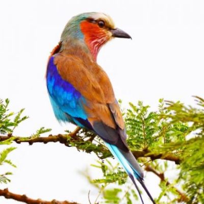 birding-in-Rwanda-