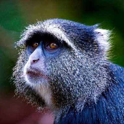 blue-monkey-