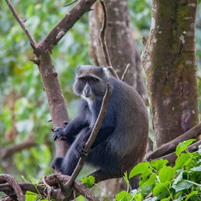 blue-monkeys
