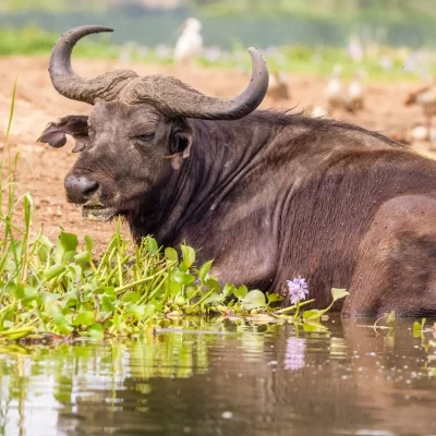 buffalo 1