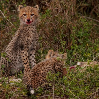 cheetah 3