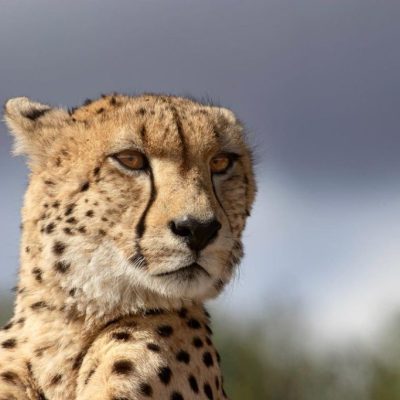 cheetah-5-1024x683.jpeg
