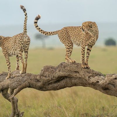 cheetah in mara 5