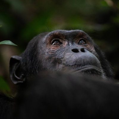 chimpanzee looking up through the leaves