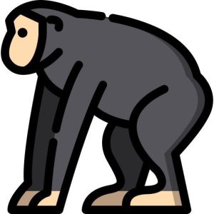 chimpanzee