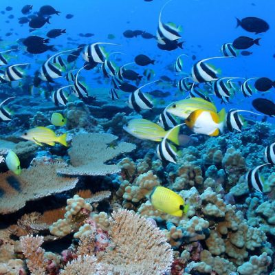 coral ecosystems reeffish
