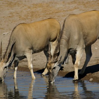 eland