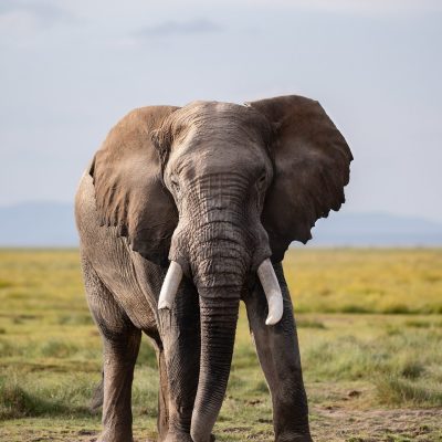 #elephaant in amboseli