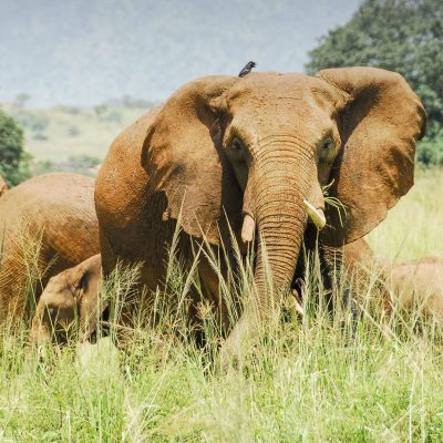 elephant-on-the-plains-kidepo-valley-national-park