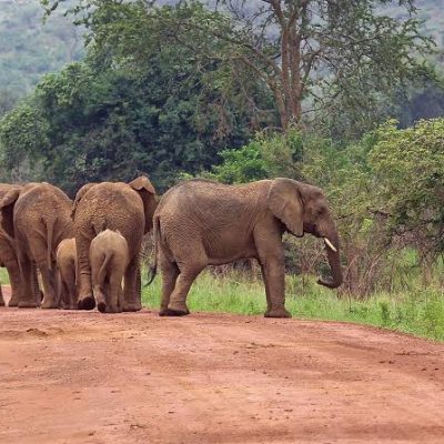 elephants 7