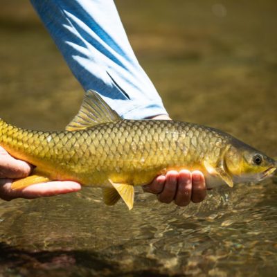 fish in Lake Kivu