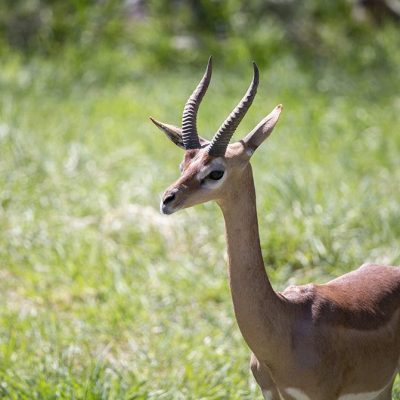 gerenuk4