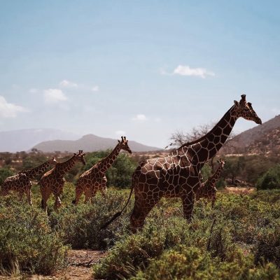 -giraffes-