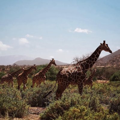 -giraffes-