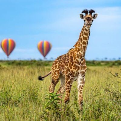 giraffes 8