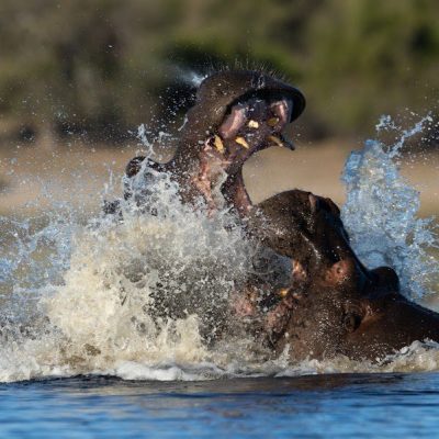 hippos fighting