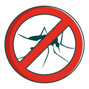 insect