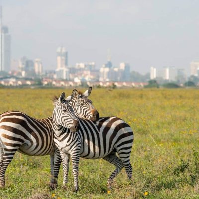 kenia_nairobi_zebras
