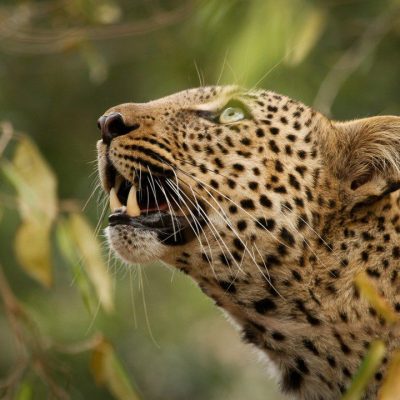 leopard-in-mara.jpeg
