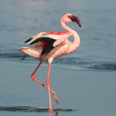 lesser-flamingo-phoeniconaias-minor-namibia
