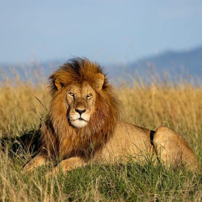 lion restin on the long grass