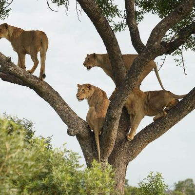 lions in Masai Mara on a tree