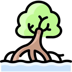 mangrove