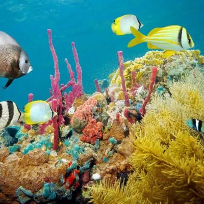-marine-life-coral-reef-