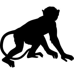monkey