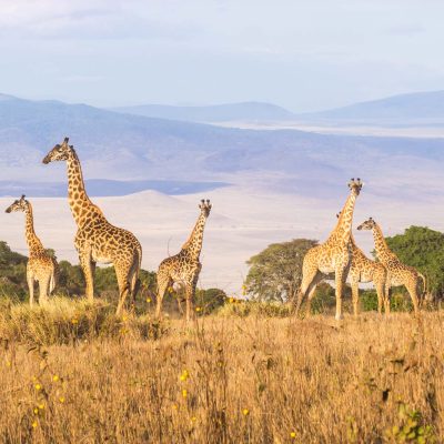 ngorongoro-conservations-