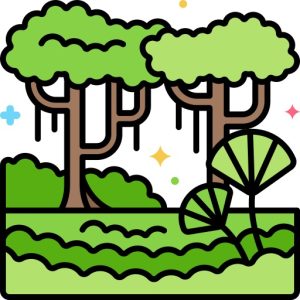 rainforest