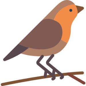 robin bird