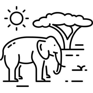 safari