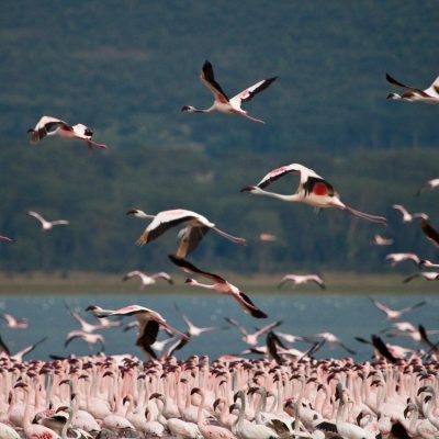 several Flamingos in Nakuru