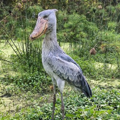 shoebill stork