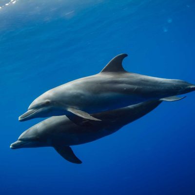 thumb__Dolphins
