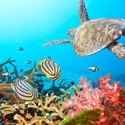 turtle and coral