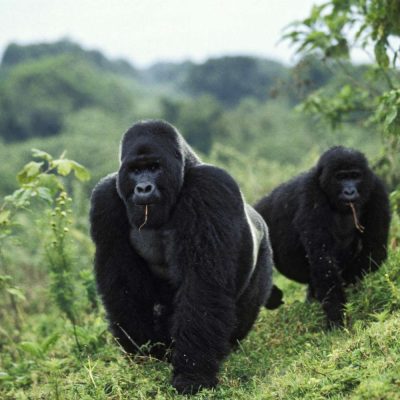 virunga 3