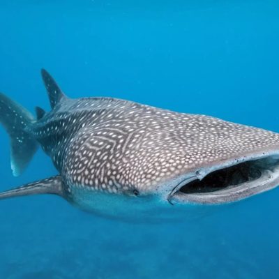 whale shark