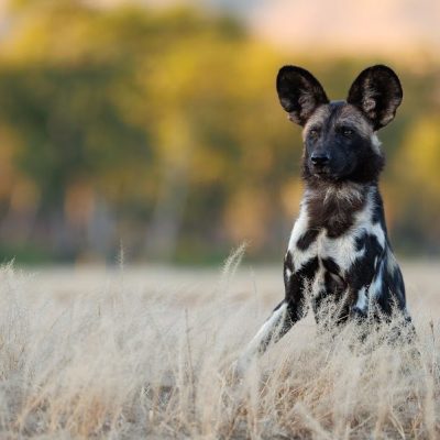 wild dog sitting alert