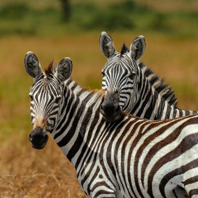 zebra 4